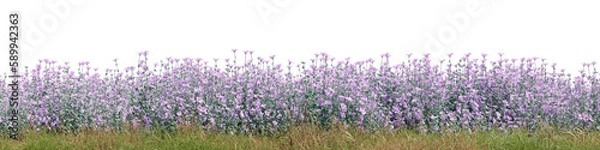 Fototapeta Evergreen flowers and grass field in nature,  Flowres on garden in springtime, Tropical forest isolated on transparent background - PNG file, 3D rendering  for create and design or etc