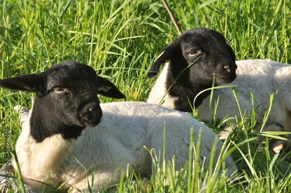 Obraz no easter lambs 