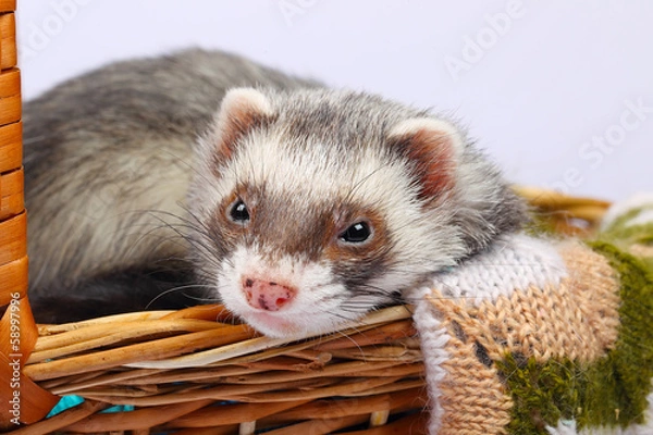 Obraz Sable ferret in basket