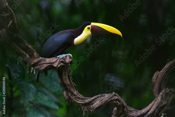 Obraz Yellow-throated Toucan perching on branch