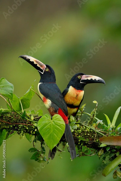 Obraz Collared Aracaries perching on branch,