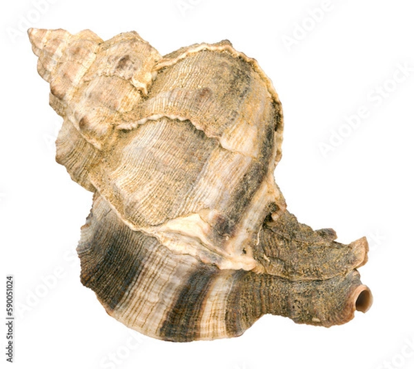Obraz Sea shell on a white background.