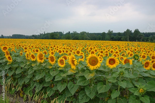 Obraz campo di girasoli