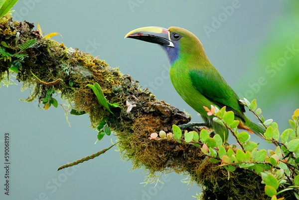 Obraz Emerald Toucanet perching on mossy branch