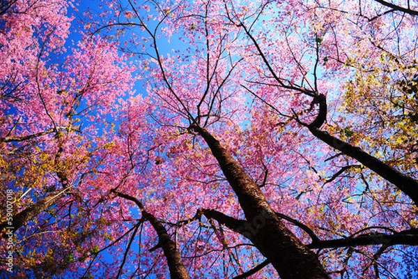 Fototapeta Pink Sakura Cherry Blossom Flowers