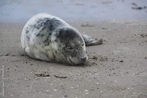 Fototapeta Baby seal relaxing enjoying the lovely day on a Baltic Sea beach. Seal with a soft fur coat long whiskers dark eyes and sharp claws. Harmony with nature. Seal looking inquisitively at the camera