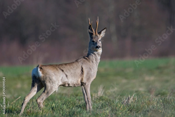 Fototapeta deer resting in the meadow