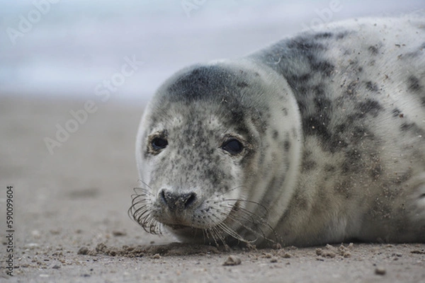 Fototapeta Baby seal relaxing enjoying the lovely day on a Baltic Sea beach. Seal with a soft fur coat long whiskers dark eyes and sharp claws. Harmony with nature. Seal looking inquisitively at the camera