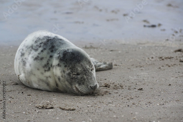 Fototapeta Baby seal relaxing enjoying the lovely day on a Baltic Sea beach. Seal with a soft fur coat long whiskers dark eyes and sharp claws. Harmony with nature. Seal looking inquisitively at the camera