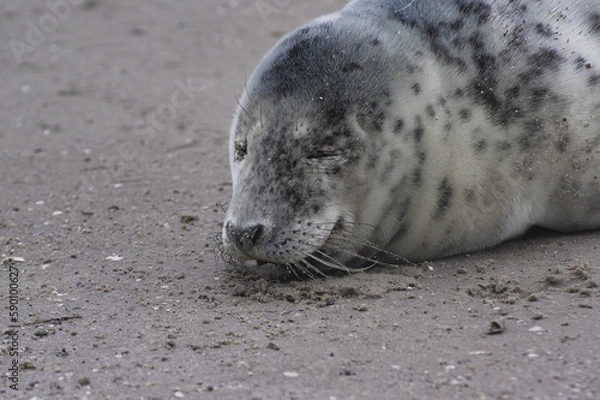 Fototapeta Baby seal relaxing enjoying the lovely day on a Baltic Sea beach. Seal with a soft fur coat long whiskers dark eyes and sharp claws. Harmony with nature. Seal looking inquisitively at the camera