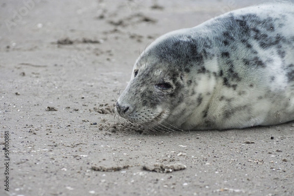 Fototapeta Baby seal relaxing enjoying the lovely day on a Baltic Sea beach. Seal with a soft fur coat long whiskers dark eyes and sharp claws. Harmony with nature. Seal looking inquisitively at the camera