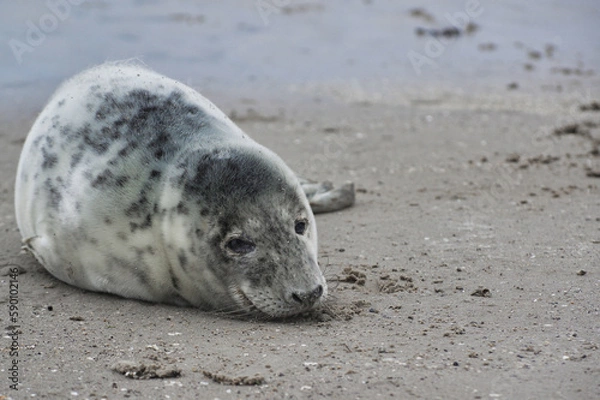 Fototapeta Baby seal relaxing enjoying the lovely day on a Baltic Sea beach. Seal with a soft fur coat long whiskers dark eyes and sharp claws. Harmony with nature. Seal looking inquisitively at the camera