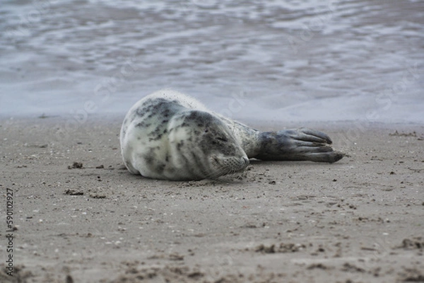 Fototapeta Baby seal relaxing enjoying the lovely day on a Baltic Sea beach. Seal with a soft fur coat long whiskers dark eyes and sharp claws. Harmony with nature. Seal looking inquisitively at the camera