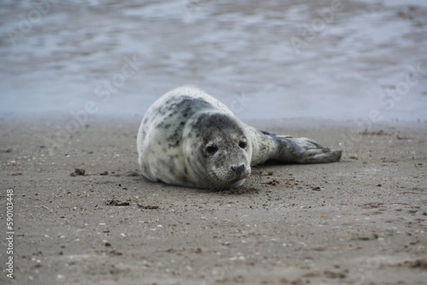 Fototapeta Baby seal relaxing enjoying the lovely day on a Baltic Sea beach. Seal with a soft fur coat long whiskers dark eyes and sharp claws. Harmony with nature. Seal looking inquisitively at the camera