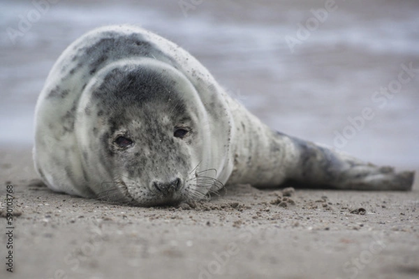 Fototapeta Baby seal relaxing enjoying the lovely day on a Baltic Sea beach. Seal with a soft fur coat long whiskers dark eyes and sharp claws. Harmony with nature. Seal looking inquisitively at the camera