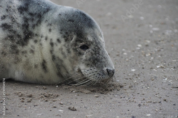 Fototapeta Baby seal relaxing enjoying the lovely day on a Baltic Sea beach. Seal with a soft fur coat long whiskers dark eyes and sharp claws. Harmony with nature. Seal looking inquisitively at the camera