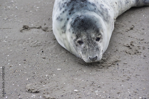 Fototapeta Baby seal relaxing enjoying the lovely day on a Baltic Sea beach. Seal with a soft fur coat long whiskers dark eyes and sharp claws. Harmony with nature. Seal looking inquisitively at the camera