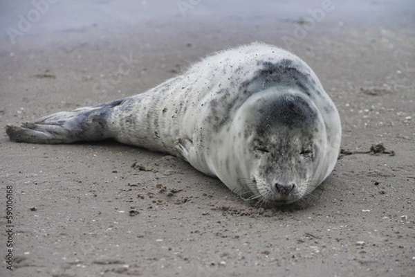 Fototapeta Baby seal relaxing enjoying the lovely day on a Baltic Sea beach. Seal with a soft fur coat long whiskers dark eyes and sharp claws. Harmony with nature. Seal looking inquisitively at the camera
