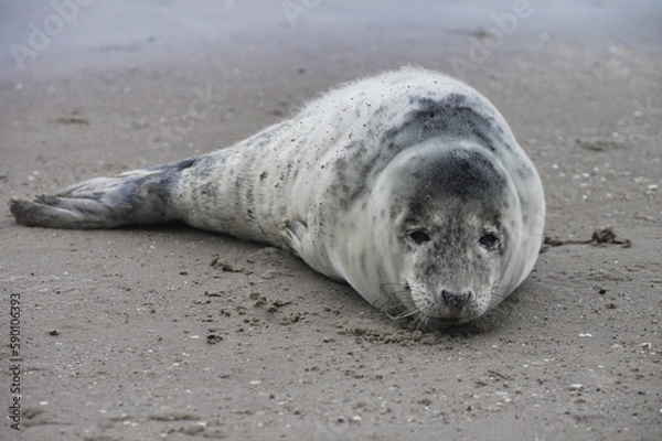 Fototapeta Baby seal relaxing enjoying the lovely day on a Baltic Sea beach. Seal with a soft fur coat long whiskers dark eyes and sharp claws. Harmony with nature. Seal looking inquisitively at the camera