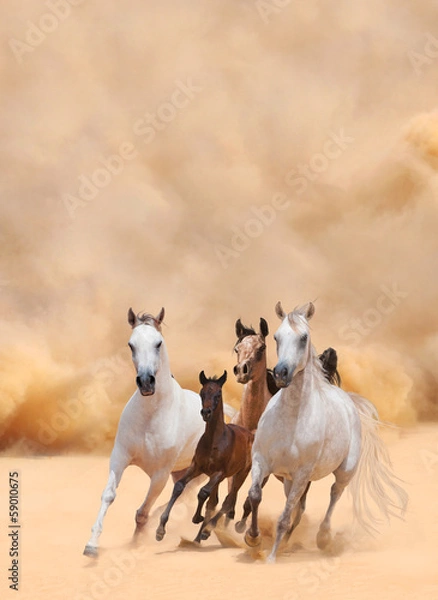 Obraz Horses in dust