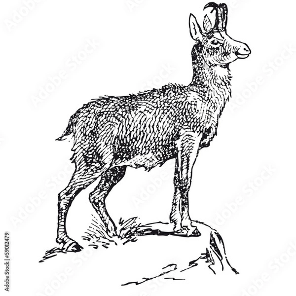 Obraz Chamois