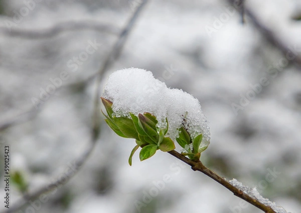 Obraz A close-up of a branch with green leaves covered in snow