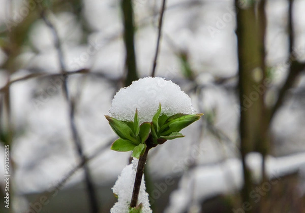 Obraz A twig with young leaves covered with snow