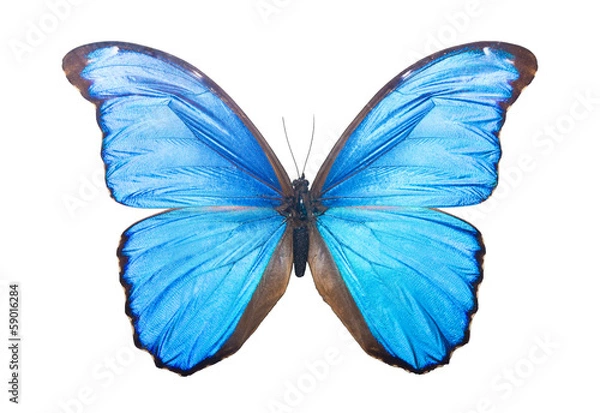 Obraz Butterfly Morpho Didius