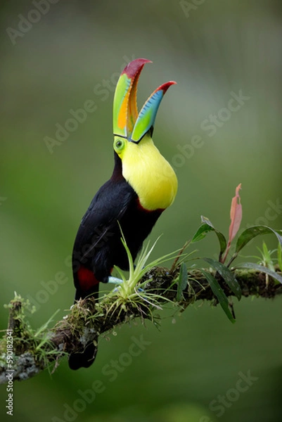 Obraz Keel-billed Toucan perching on branch