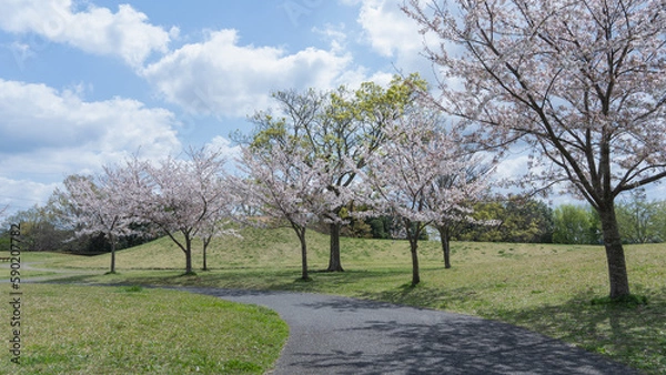 Fototapeta 日本の春の公園に咲く桜の花
