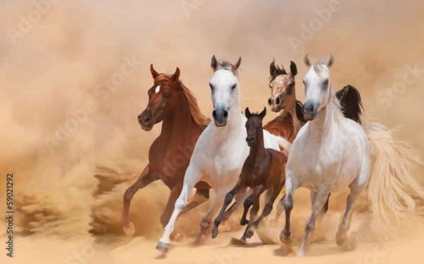 Obraz Konie w pyle