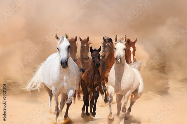 Obraz Horses in dust