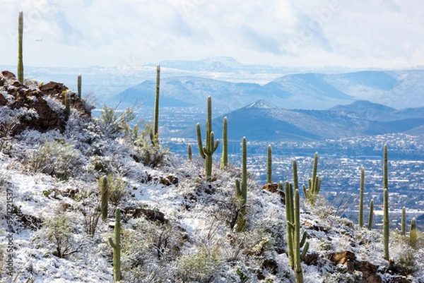 Fototapeta Beautiful snow covered saguaro cacti in Pima Canyon during a rare snow storm in the Sonoran Desert. Beautiful winter scenery in the American Southwest. Tucson, Arizona, USA. March 2nd of 2023.