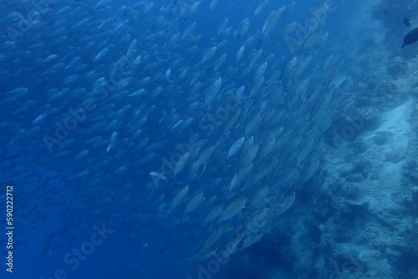 Fototapeta セブダイビング