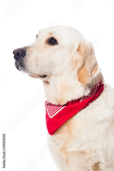 Fototapeta Golden Retriever
