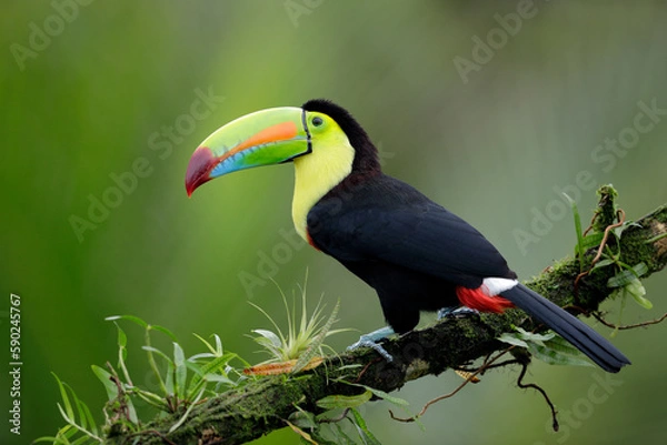 Fototapeta toucan on a branch
