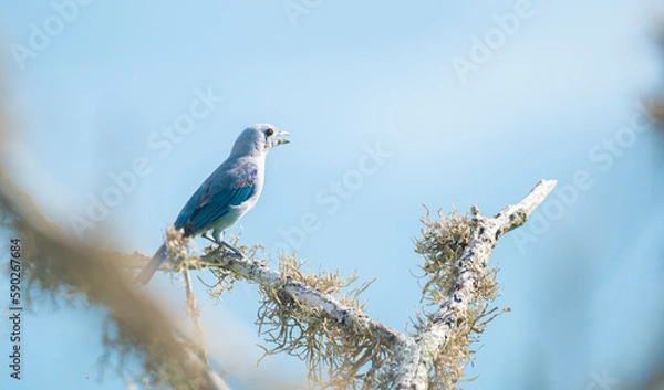 Fototapeta Blue Bird