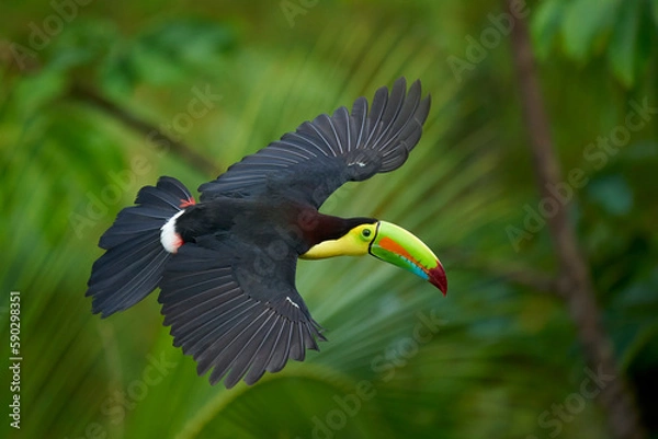 Obraz Keel-billed Toucan flying