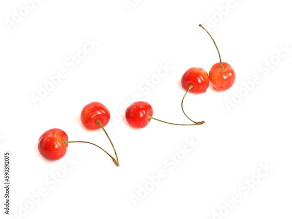 Fototapeta 白背景に沢山のサクランボ、さくらんぼ、佐藤錦、山形県産のチェリー