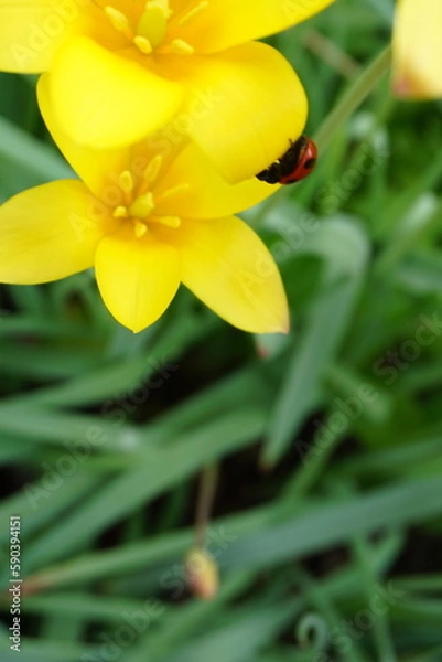 Obraz てんとう虫と花