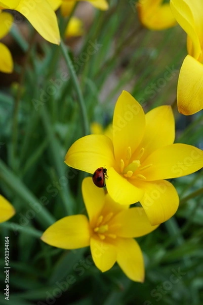 Obraz てんとう虫と花