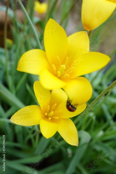 Fototapeta てんとう虫と花