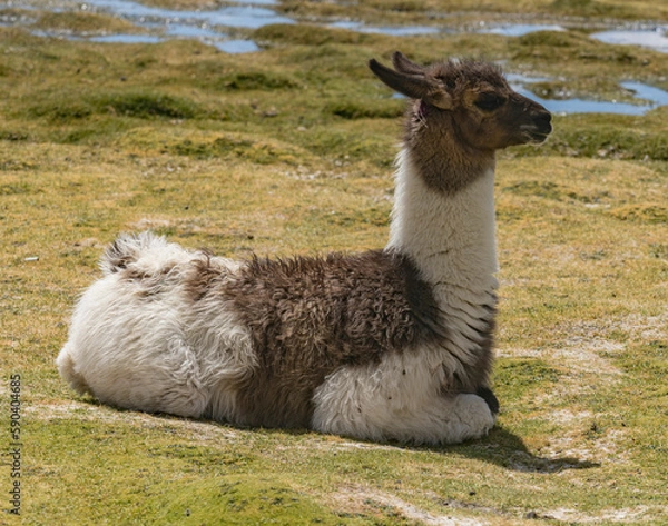 Fototapeta LLama in a field in the High Desert of Bolivia.