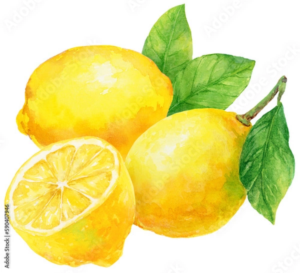 Fototapeta 水彩画イラスト　3つのレモンとレモンの葉