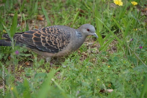 Obraz 横向きの鳩