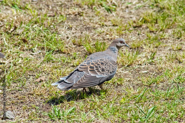 Obraz キジバト‐01