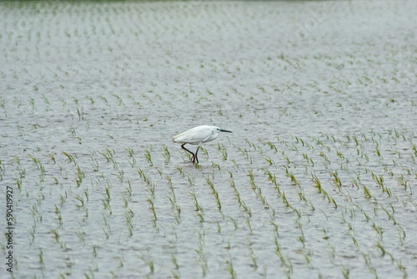 Obraz コサギ‐01