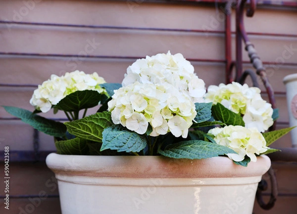 Obraz white hydrangeas