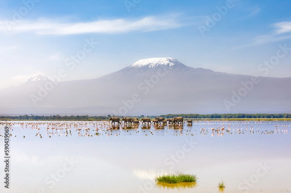 Obraz Mount Kilimanjaro with a herd of elephants walking across the foreground. Amboseli national park, Kenya.