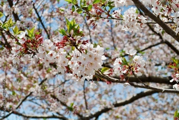 Fototapeta 駿府城公園の葉桜